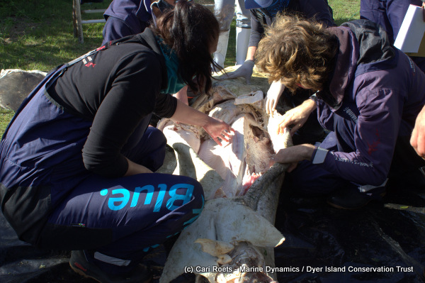 Marine biologists searching for organs of the Great White shark